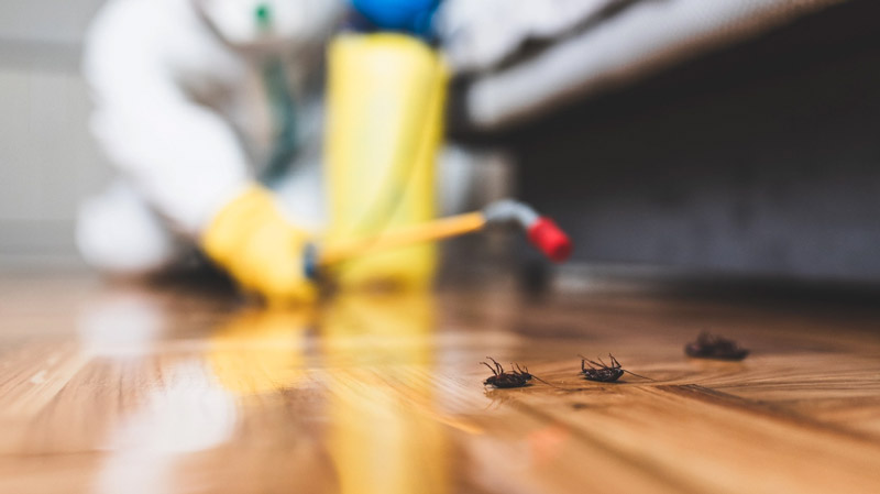 Pest Control Strategies In Orange County