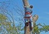 Top Signs You Need a Tree Inspection Right Away Tree Inspection