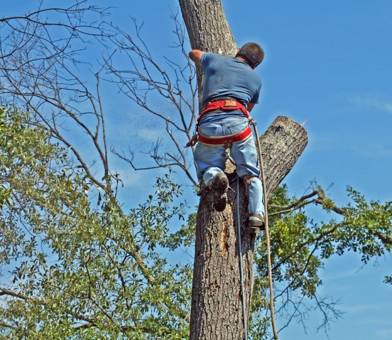 Tree Inspection