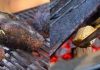 Why Wood Charcoal BBQ and Hardwood Charcoal Lump Make the Perfect Grilling Combo